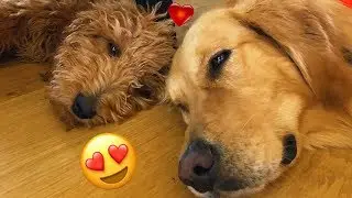 Golden Doodle PUPPY Meets Golden Retriever!