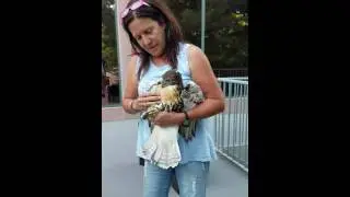 Red Tail Hawk Rescue
