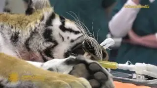 Public Viewing of Amur's health exam
