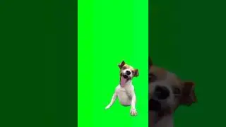 dog laughing Green Screen -|| Green screen meme  template copyright free || funny memes 