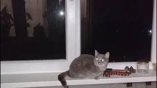 Кошка 😺 испугалась 😱 грозы 😺🤣😍❤️🥰