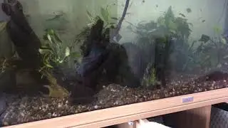 Tank death overfeeding aquarium