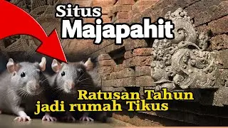 Situs Majapahit jadi rumah tikus selama ratusan tahun
