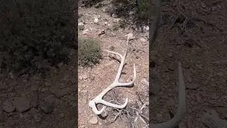 SWEET 5 POINT ELK SHED WITH A LIL SOMETHIN