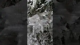 Природа прошедшей зимы