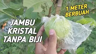 JAMBU KRISTAL TANPA BIJI 1 METER BUAHNYA BESAR DAN BANYAK