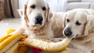 Golden Retriever Tries to Steal a toy octopus from another Dog