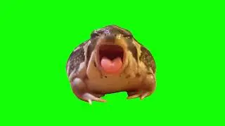 Green Screen Frog Meme