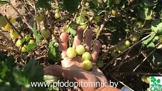 Крыжовник Белорусский сахарный улучшенный. Самый сладкий сорт крыжовника.