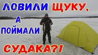 Ловили Щуку и Плотву, а поймали Судака и Окуня. Рыбалка февраль 2022 г.