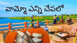 వామ్మో ఎన్ని చేపలో😱😱#fishing, #bigfishhunting, #viral, #food
