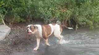 Водные процедуры Американский бульдог плавает