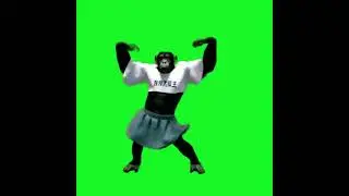 Monkey green screen video 