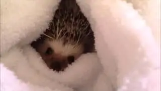 lucy cuddles