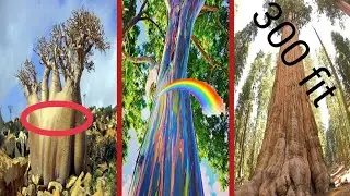 বিশ্বের কিছু অস্বাভাবিক গাছ //Some unusual tree's in the world//Dhrubo Jal//