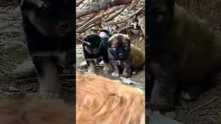 Кому овчарок ? #shortvideo #shortsvideo #youtubeshorts #dog #shorts