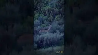 ¿Corzo viejo?