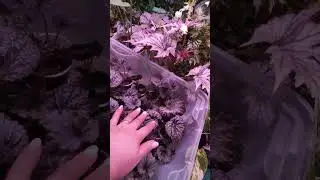 И опять мои бегошки.