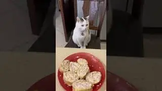 Первое правило кота 🐈