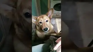 🍗🐶 5 любимых лакомств для вашей собаки! 🐶🍗