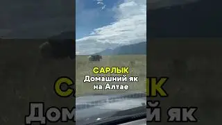 Сарлык - як на Алтае 
