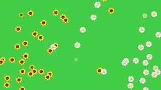 Daisy and Sunflower raining on green screen video. Flowers on green screen