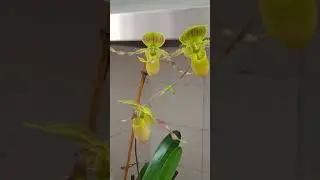 Paph. Judge Philip.