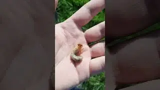 Личинка