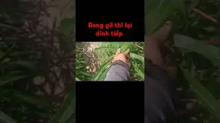 bẫy chim cút đang gỡ thì lại dính tiếp #baychim #voiceeffects #bẫychimcút #farming #funny #vlog