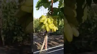 Итоги прививки 2020
