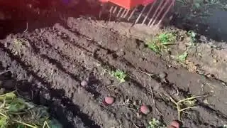 Вот и пришла пора копать картошку. Сегодня в деле Трактор Т-25А и однорядная картофелесажалка #т25