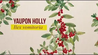Yaupon Holly Can Be Grown For Caffeine On YOUR Property! Here's How to Harvest and Make a Tea!