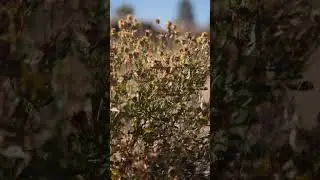 Hidden World: Slow-Mo Flowers and Bees (part - 4)