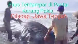 Ikan Paus terdampar di Pantai Karang Pakis Cilacap#viral#cilacap