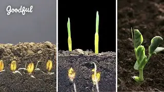 I Could Watch Time Lapses Of Seeds Growing All Day