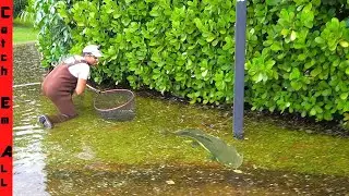 FISH IN FLOODED STREET after Record STORM!