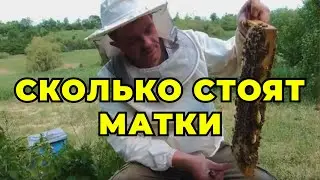 Тяжелий труд матковода