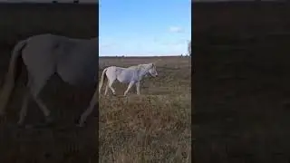 красивая осень в Башкортостане #кони #природабашкортостана #табын #ташасты #уклыкая #horses