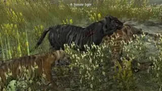 Life Of Black Tiger_20170117220447