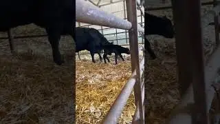 The two moods of baby calves