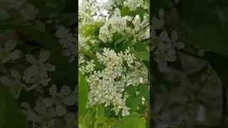 Черемуха душистая  С весною расцвела  И ветки золотистые, Что кудри, завила.