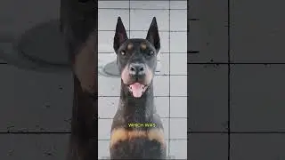 Why Dobermans Have Their Ears Cropped and Tails Docked 🧐