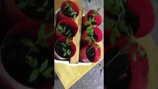 Pop bottle wicking garden