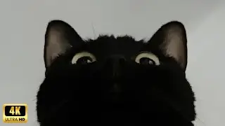 Unexplained black cat behavior