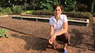 Starting a Fall Vegetable Garden
