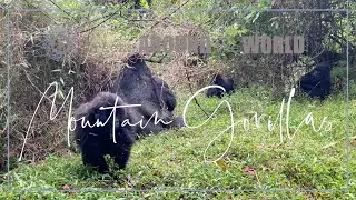 Mountain Gorillas in Uganda (Mghainga National Park) 2020