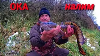 КРУПНЫЙ НАЛИМ!  Вода в подъёме. Рыбалка на ОКЕ на донки с живцом, в конце октября.