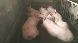 Продал хряка!