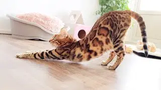 Mama Cat Divine is so Blessed with her 5 Kittens but also Loves to Spend some time for Herself