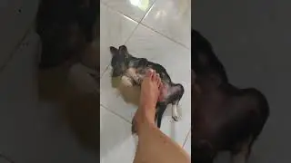 yuki the dog